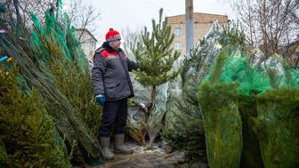 Роспотребнадзор назвал лучшее время для покупки новогодней елки
