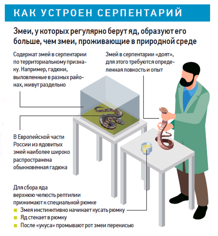 Новый год на пороге: о полезных свойствах змеиного яда