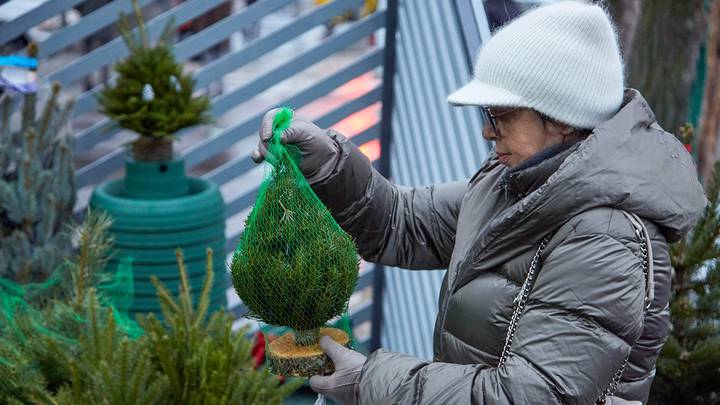 Начало работы елочных базаров в Москве / Фото: АГН Москва