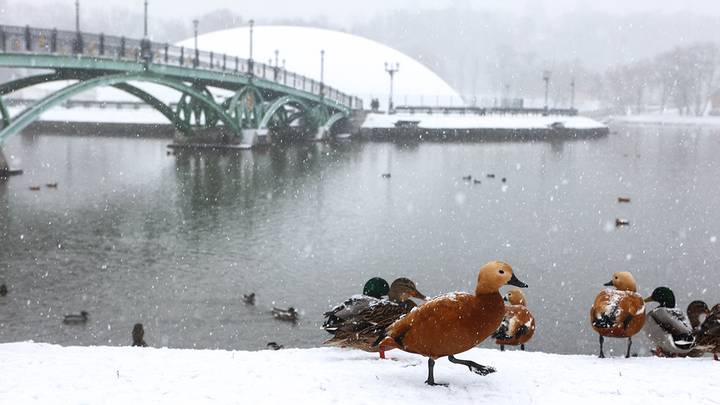 Синоптик Вильфанд: Снег в Москве испаряется, минуя жидкую фазу Синоптик Вильфанд: Снег в Москве испаряется, минуя жидкую фазу