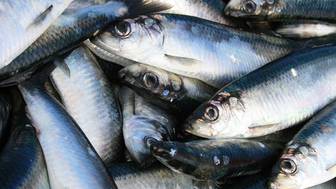 Огромное количество сельди выбросило на берег на Сахалине после отлива