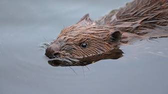 Бобры построили в Канаде плотину, которую видно из космоса