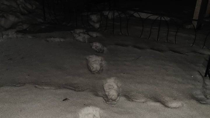 Фото: ГСУ СК по Красноярскому краю