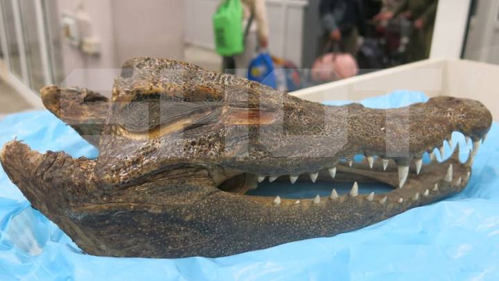 Конфискованная голова крокодила