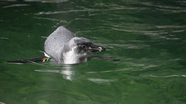 Фото: Мария Хапцова / Вечерняя Москва