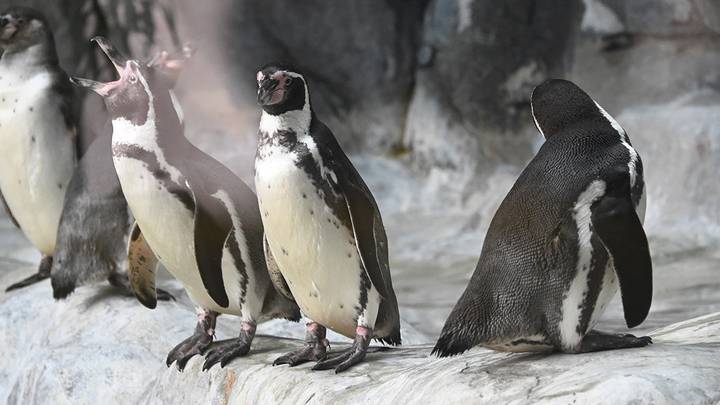 Фото: Мария Хапцова / Вечерняя Москва