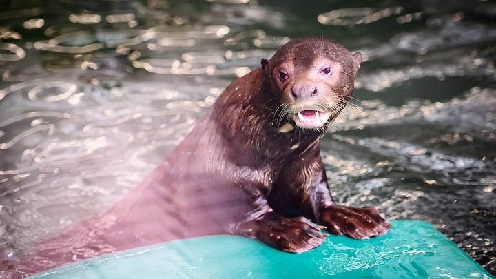 Фото: Дмитрий Дубинский / Вечерняя Москва