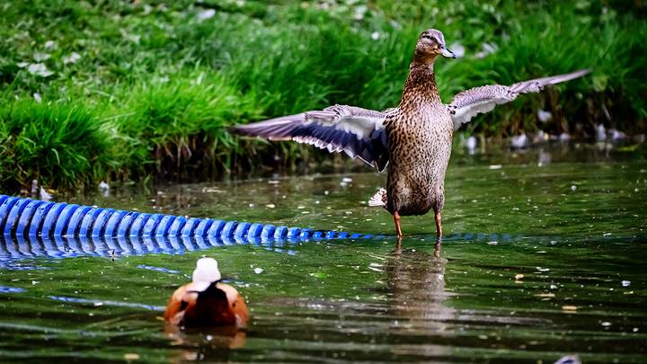 Фото: Дмитрий Дубинский / Вечерняя Москва