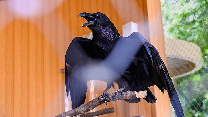 Открытие Центра восстановления и адаптации птиц в парке «Сокольники» / Фото: Дмитрий Дубинский / Вечерняя Москва