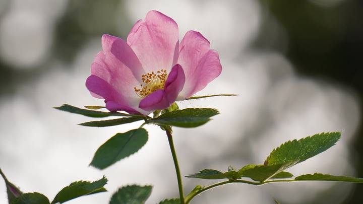 Фото: Анатолий Цымбалюк / Вечерняя Москва