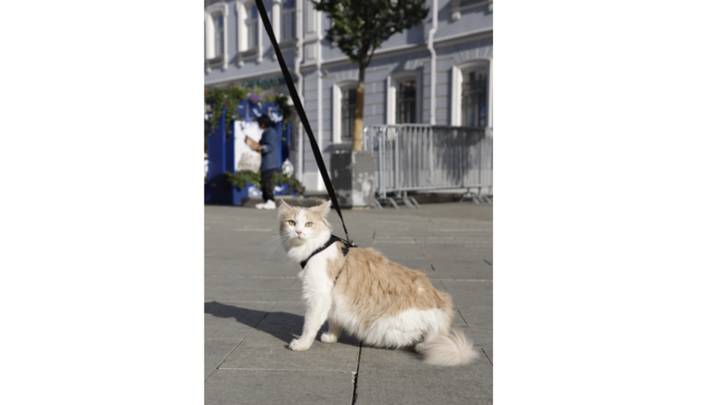 Фото: Андрей Прошин / Вечерняя Москва