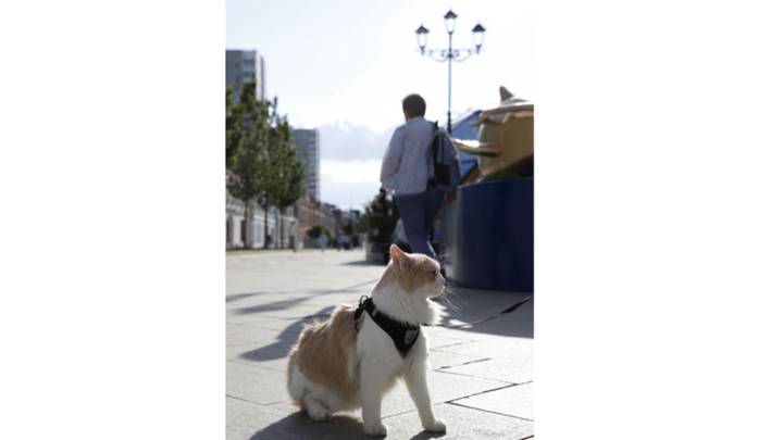 Фото: Андрей Прошин / Вечерняя Москва