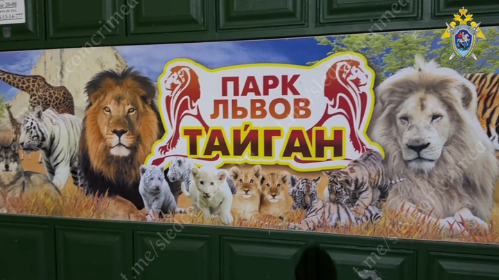 Лев напал на директора парка «Тайган» Зубкова: в каком он состоянии, что известно о нападение, скандалы со львами