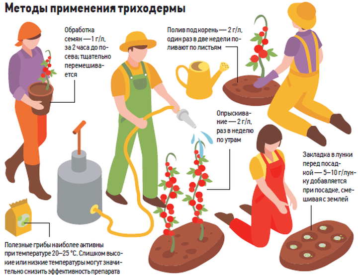 Как спасти огород от болезней, вызванных дождливой погодой
