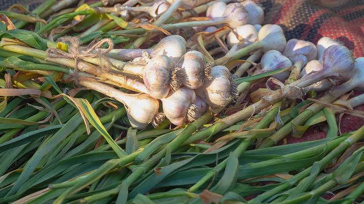 Как хранить чеснок дома