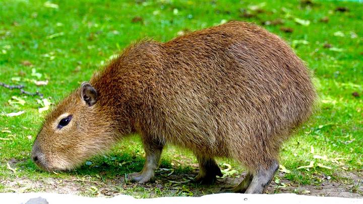 Сергунина: В Московский зоопарк с начала года привезли более 100 животных