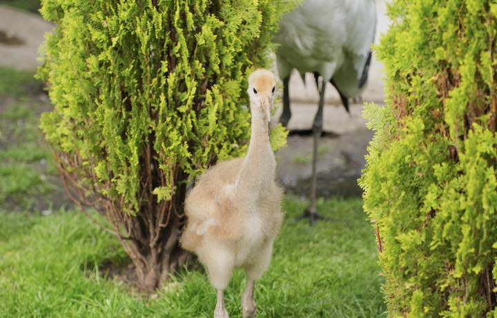 Сергунина: В Московский зоопарк с начала года привезли более 100 животных