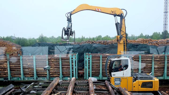 Российский лес вырубают и везут в Китай: конкретные примеры, как ловят преступников, какое наказание