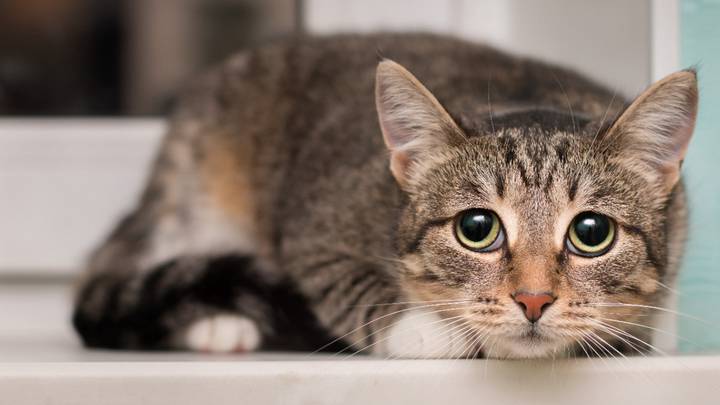 От чего страдают кошки в квартирах