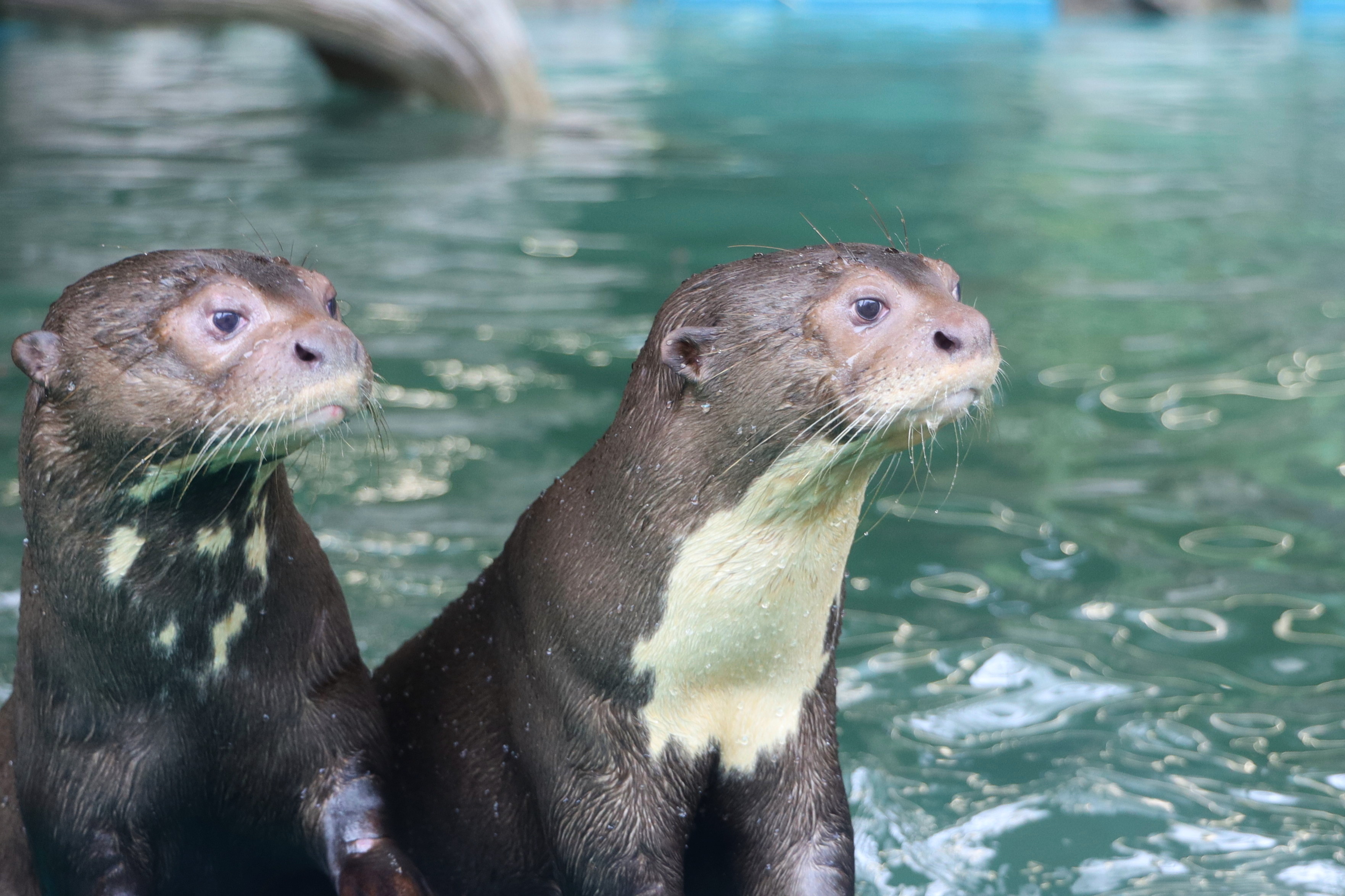 Сергунина назвала топ-10 самых популярных онлайн-трансляций из Московского зоопарка