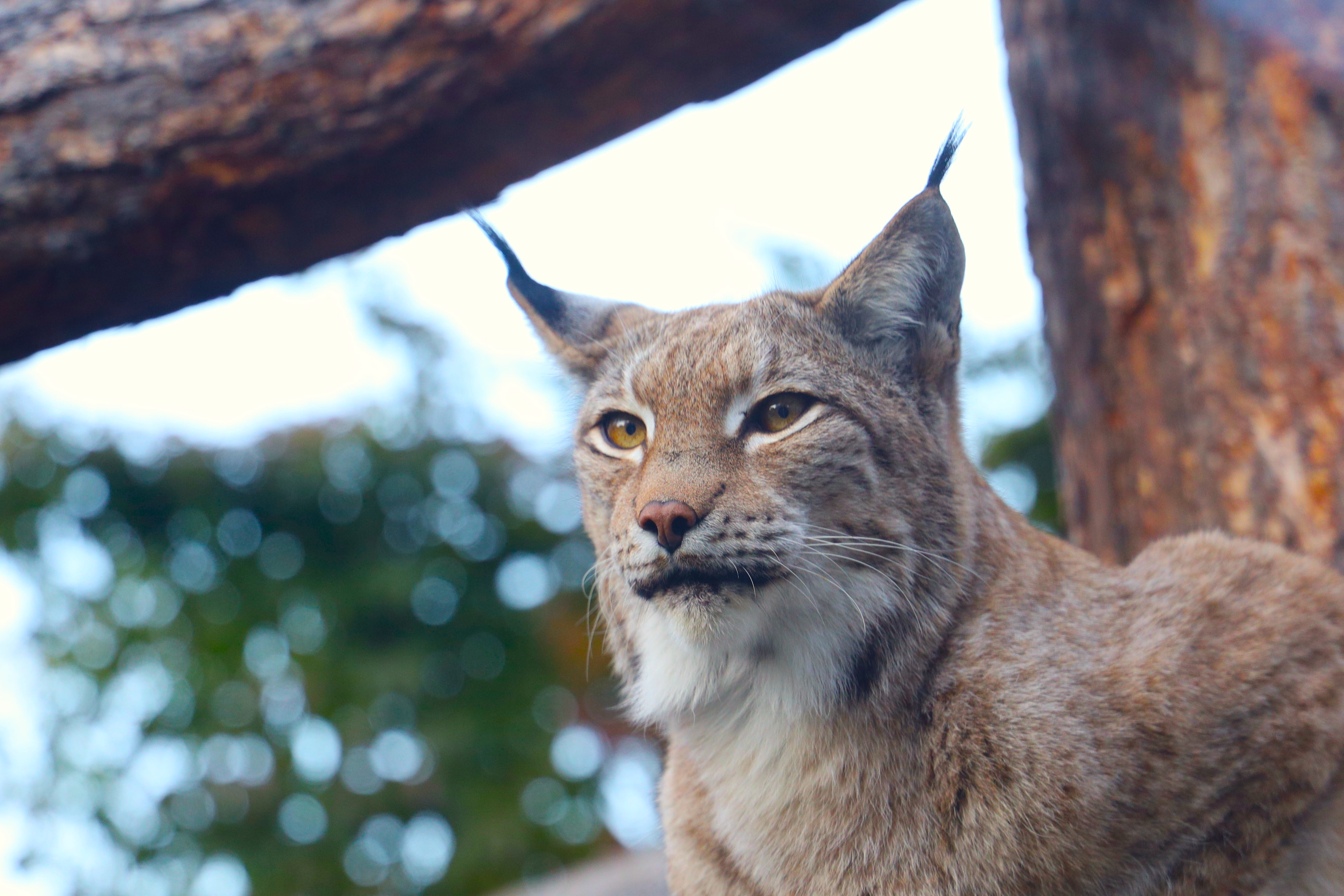 Сергунина назвала топ-10 самых популярных онлайн-трансляций из Московского зоопарка