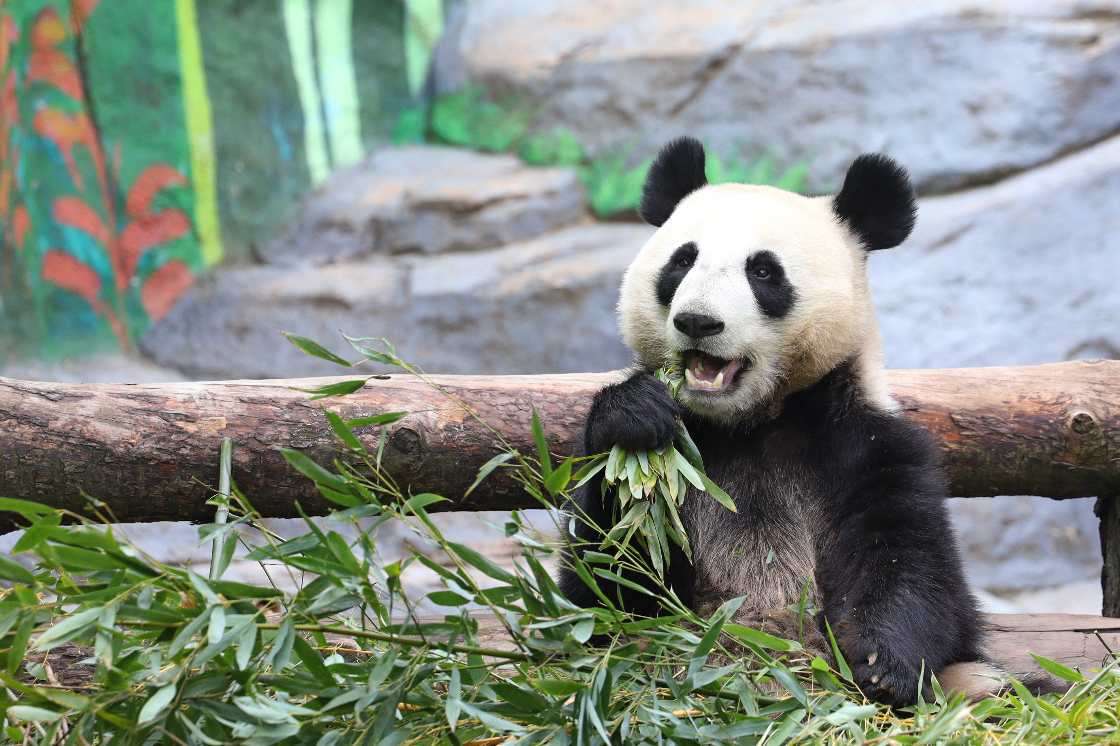 Сергунина назвала топ-10 самых популярных онлайн-трансляций из Московского зоопарка
