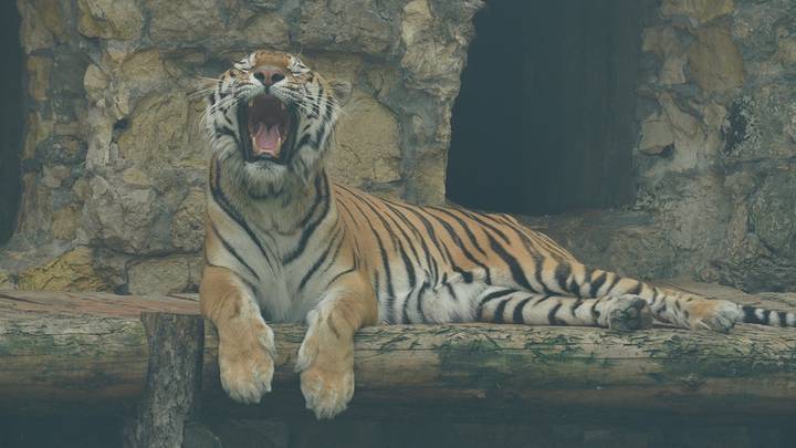 Фото: Анатолий Цымбалюк / Вечерняя Москва