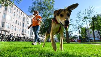 Новый тренд этого года: что такое хоббидоггинг 