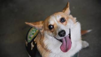 Shot: Жительнице Подмосковья пришлось лечиться от бешенства после укуса корги