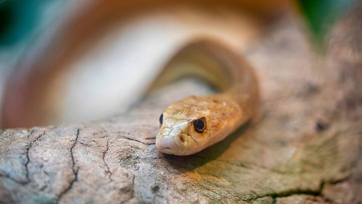 Самые жуткие насекомые и животные Австралии: топ-10