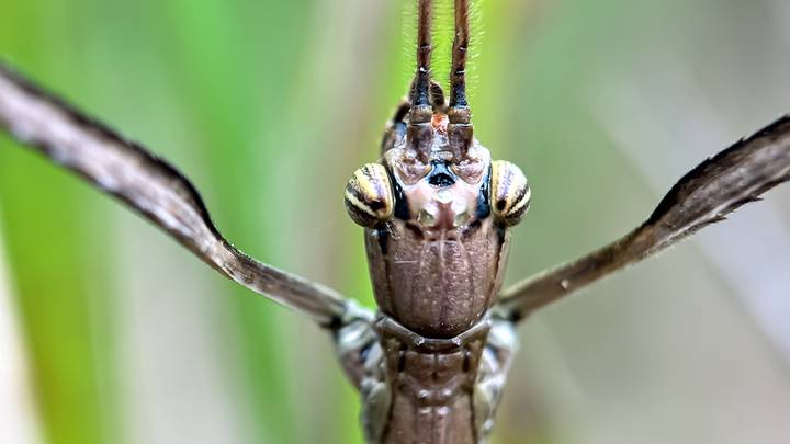 Самые жуткие насекомые и животные Австралии: топ-10