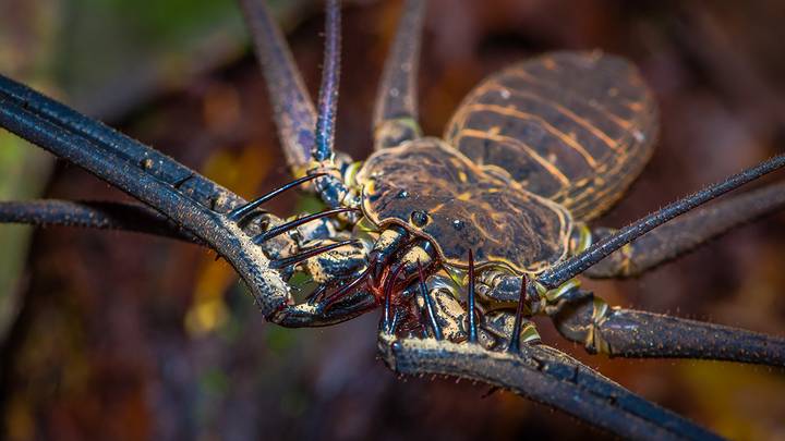 Самые жуткие насекомые и животные Австралии: топ-10