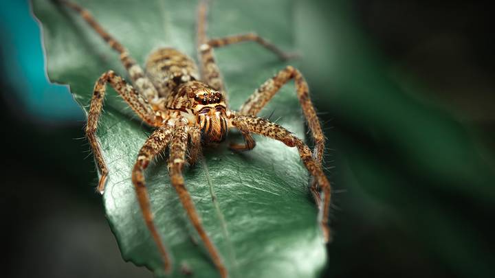 Самые жуткие насекомые и животные Австралии: топ-10