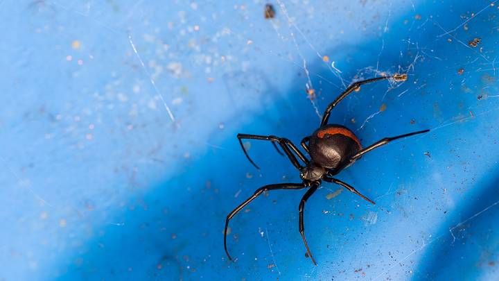 Самые жуткие насекомые и животные Австралии: топ-10