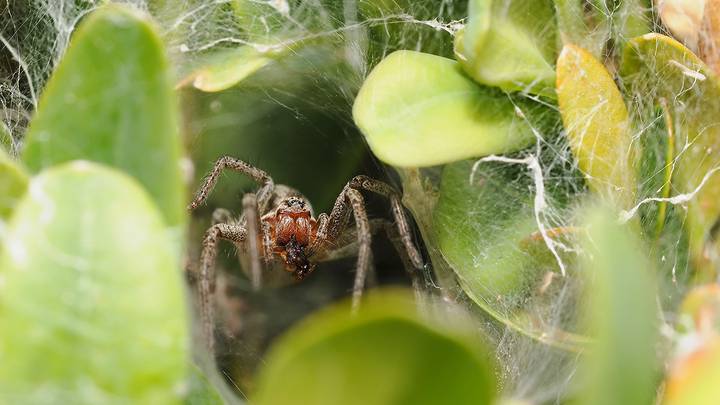 Самые жуткие насекомые и животные Австралии: топ-10