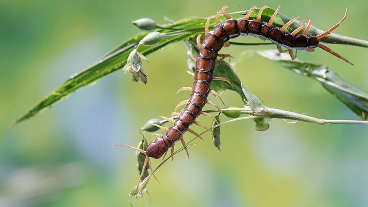 Самые жуткие насекомые и животные Австралии: топ-10