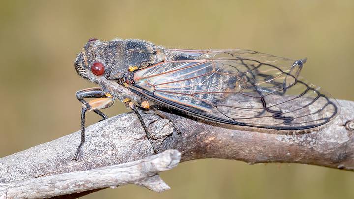 Самые жуткие насекомые и животные Австралии: топ-10