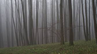 Как не заблудиться в лесу