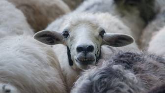 Спасатели в Башкирии извлекли из озера более 350 погибших овец