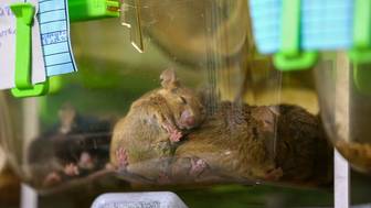 В Петербурге испытывают первый отечественный раствор для сохранения донорских органов