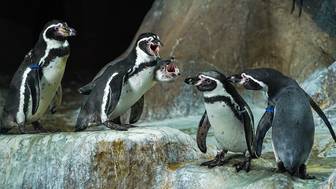 Трансляции из Московского зоопарка помогают сотрудникам сохранять редкие виды