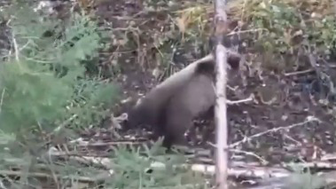 Попавшую в капкан молодую медведицу спасли в Карелии