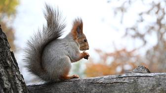 Дом американской семьи сгорел дотла из-за белки