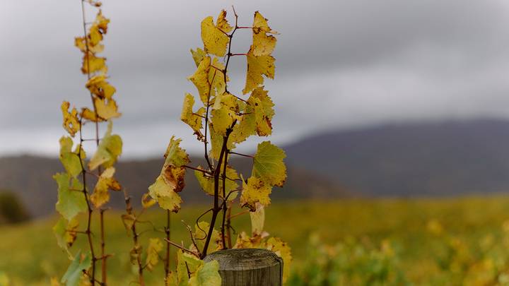 Прекрасный уголок земли: как группа компаний «Абрау-Дюрсо» помогает жителям села