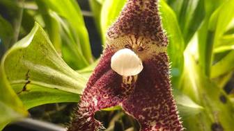Уникальная орхидея-вампир расцвела в московском «Аптекарском огороде»