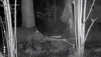 Москвичей предупредили об агрессивных кабанах