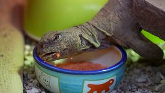 Пара египетских шипохвостов поселилась в Московском зоопарке