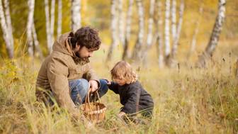 Что за грибы ежовики желтые, можно ли есть, когда собирать