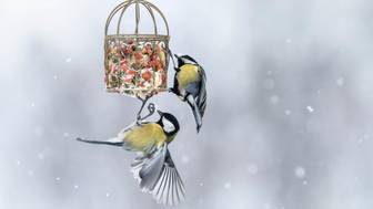 Как помочь птицам пережить холода: чем кормить птиц