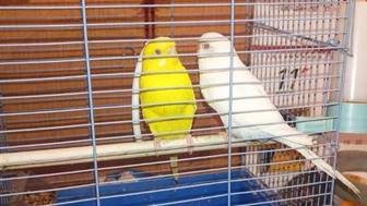 Спасатели вынесли из огня в Подмосковье двух попугаев, кошку и двух пенсионерок